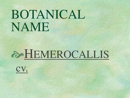 BOTANICAL NAME HEMEROCALLIS cv..