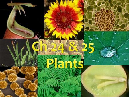 Ch 24 & 25 Plants.