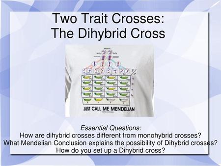 Two Trait Crosses: The Dihybrid Cross