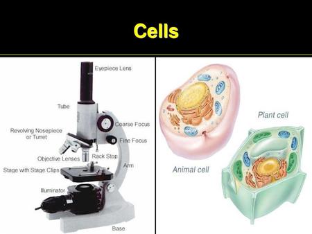 Cells.