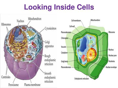 Looking Inside Cells.