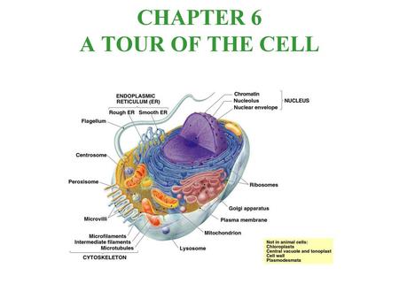 CHAPTER 6 A TOUR OF THE CELL