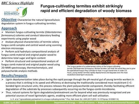 BRC Science Highlight Fungus-cultivating termites exhibit strikingly rapid and efficient degradation of woody biomass Objective Characterize the natural.