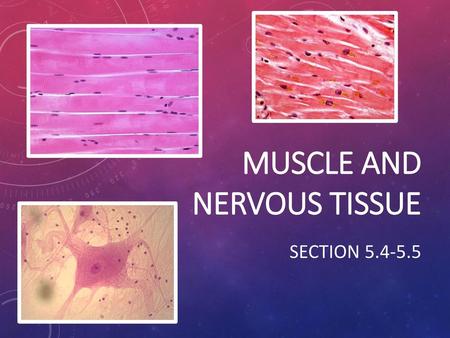 Muscle and Nervous tissue