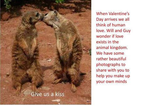 When Valentine’s Day arrives we all think of human love