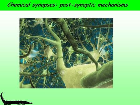 Chemical synapses: post-synaptic mechanisms