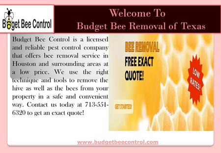 Budget Bee Removal of Texas