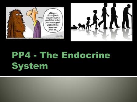 PP4 - The Endocrine System