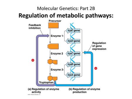 Molecular Genetics: Part 2B Regulation of metabolic pathways: