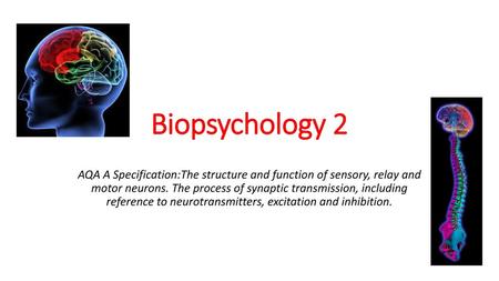 Biopsychology 2 AQA A Specification:The structure and function of sensory, relay and motor neurons. The process of synaptic transmission, including reference.