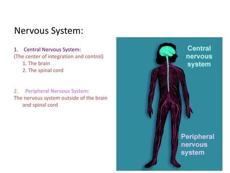Nervous System: Central Nervous System:
