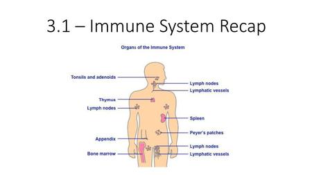 3.1 – Immune System Recap.
