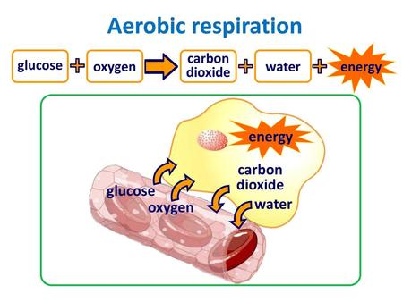 Aerobic respiration energy carbon dioxide glucose water oxygen energy