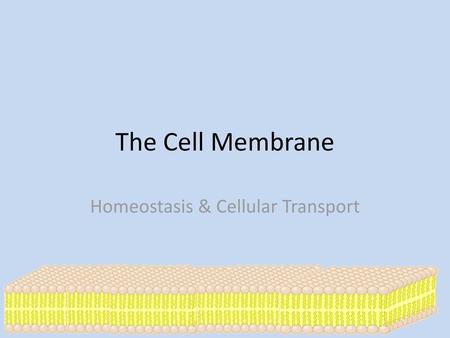Homeostasis & Cellular Transport