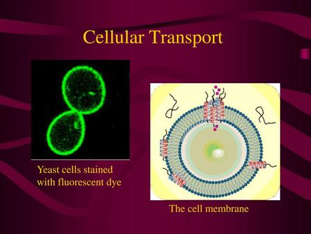 Cellular Transport Yeast cells stained with fluorescent dye
