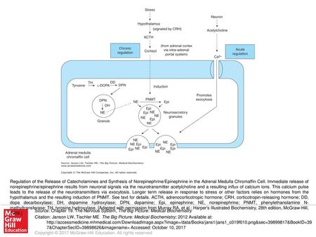 Regulation of the Release of Catecholamines and Synthesis of Norepinephrine/Epinephrine in the Adrenal Medulla Chromaffin Cell. Immediate release of norepinephrine/epinephrine.