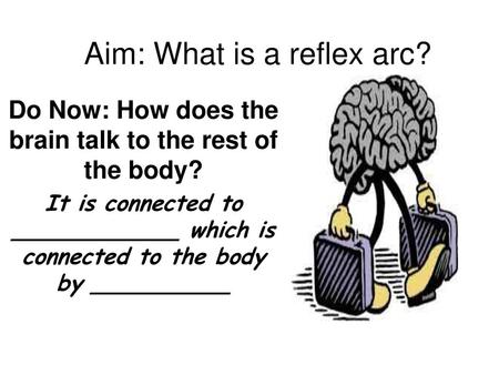 Aim: What is a reflex arc?