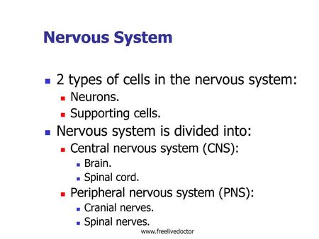 Nervous System 2 types of cells in the nervous system: