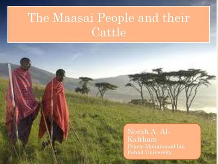The Maasai People and their Cattle