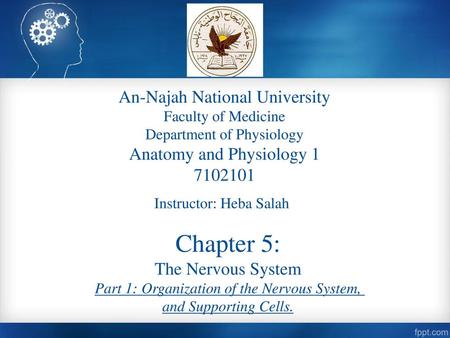 Chapter 5: An-Najah National University Anatomy and Physiology 1
