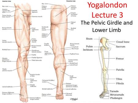 The Pelvic Girdle and Lower Limb