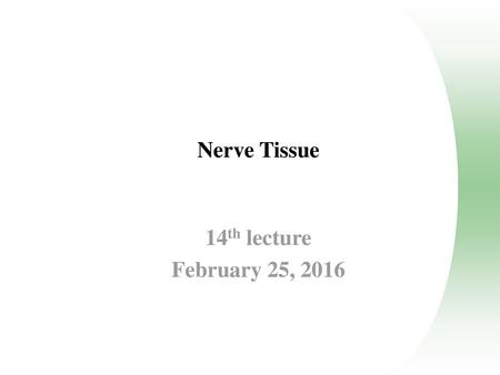 Nerve Tissue   14th lecture February 25, 2016.