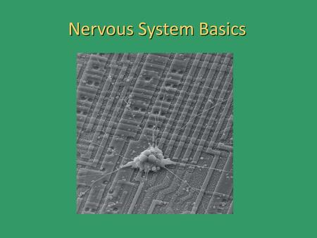 Nervous System Basics.