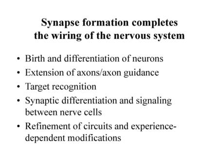 Synapse formation completes the wiring of the nervous system