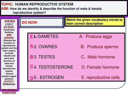 2. OVARIES B. Produce sperms 3. TESTES C. Male hormone