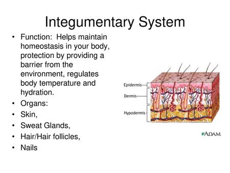 Integumentary System Function: Helps maintain homeostasis in your body, protection by providing a barrier from the environment, regulates body temperature.