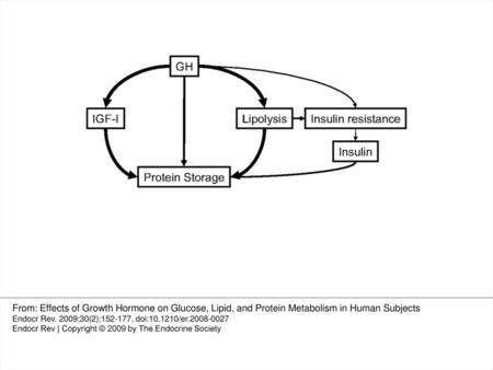 Fig. 1 Schematic presentation of the metabolic actions of GH with emphasis on the direct stimulation of lipolysis and the more indirect preservation of.