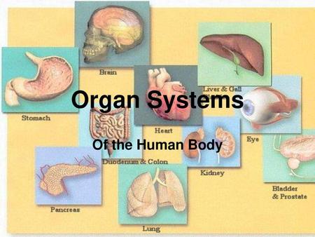 Organ Systems Of the Human Body.