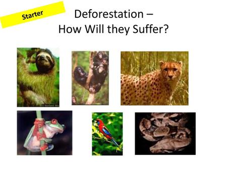 Deforestation – How Will they Suffer?