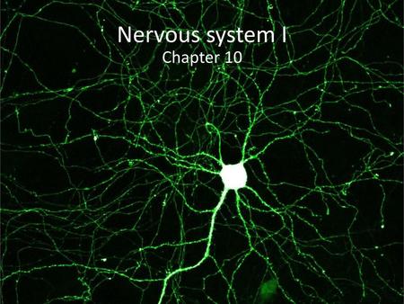 Nervous system I Chapter 10.