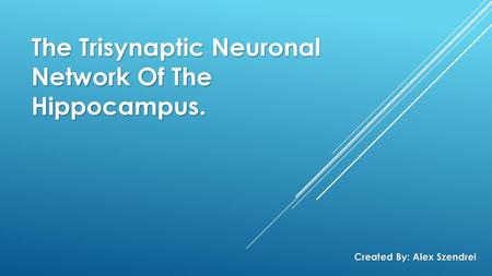 The Trisynaptic Neuronal Network Of The Hippocampus.