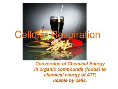 Conversion of Chemical Energy in organic compounds (foods) to