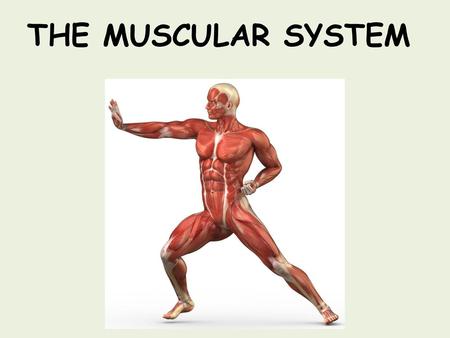 THE MUSCULAR SYSTEM J Deluca 2017.