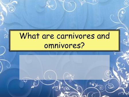 What are carnivores and omnivores?