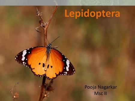 Butterfly Diversity And Abundance In Ngangao Forest Edge And Surrounding Farmlands Taita Taveta County Presentation By Duncan K Mwinzi Msc Student Ppt Download