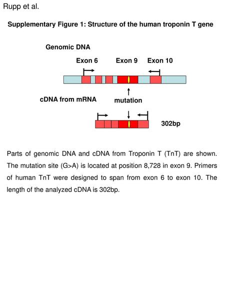 Rupp et al. Supplementary Figure 1: Structure of the human troponin T gene Exon 6 Genomic DNA cDNA from mRNA mutation Exon 9 Exon 10 302bp Parts of genomic.
