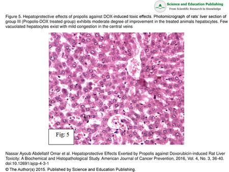 Figure 5. Hepatoprotective effects of propolis against DOX-induced toxic effects. Photomicrograph of rats’ liver section of group III (Propolis-DOX treated.