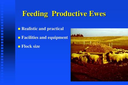 Feeding Productive Ewes