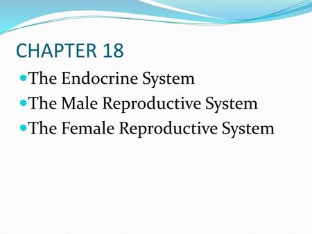 CHAPTER 18 The Endocrine System The Male Reproductive System