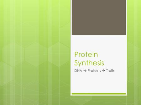 Protein Synthesis DNA  Proteins  Traits.
