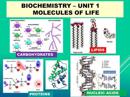 Biochemistry – Unit 1 Molecules of Life