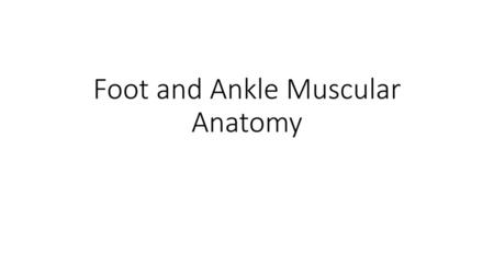 Foot and Ankle Muscular Anatomy