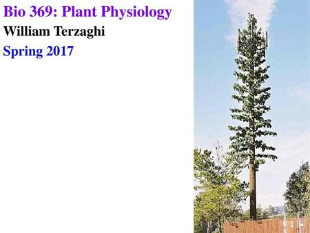 Bio 369: Plant Physiology William Terzaghi Spring 2017.