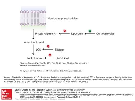 Actions of Leukotriene Antagonists and Corticosteroids