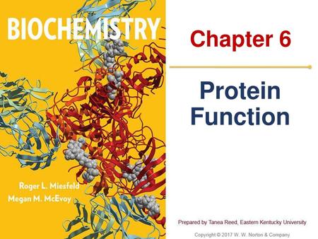 Chapter 6 Protein Function.