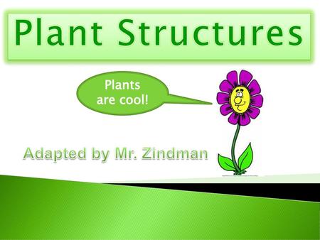Plant Structures Plants are cool! Adapted by Mr. Zindman.